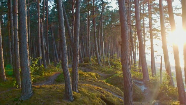 The Baltic Bay forms a breathtaking backdrop as a lush pine forest stretches out in Jurmala