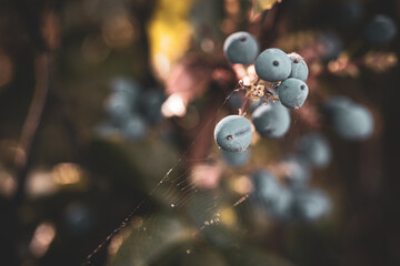 Dark mate nature, life, flowers, leafs, fruits, for banners, media covers, heather, motivational...