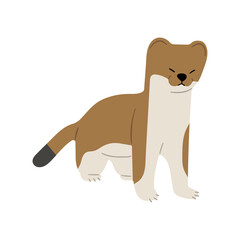 Stoats,Ermine Single 14  PNG