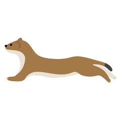 Stoats,Ermine Single 15  PNG