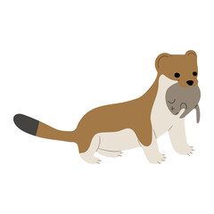 Stoats,Ermine Single 33 PNG