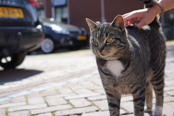 Eine junge Straßenkatze 