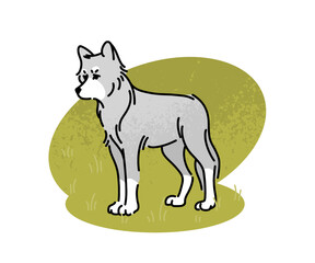 Flat vector illustration of a gray wolf. A large wild animal, an inhabitant of the forest, isolated on a white background. Carnivorous mammal, wildlife.