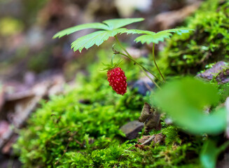 a single small wild strawberry grows on shady, moss-covered hillside