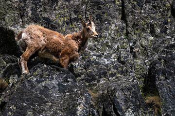 The Tatra Chamois, Rupicapra rupicapra tatrica. A chamois in its natural habitat during the transition from winter to summer fur. The Tatra Mountains, Slovakia.