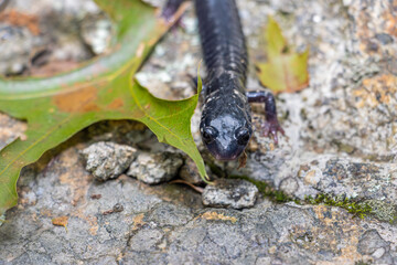 Black Salamander on the stone. 