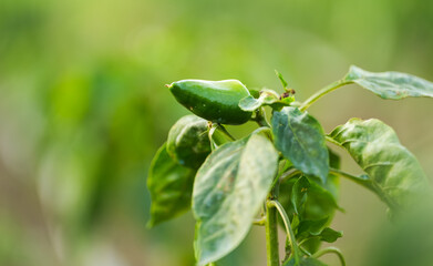 Kapia pepper plant in sunset light. Concept photo on a pepper plantation. The farm vegetable industry.