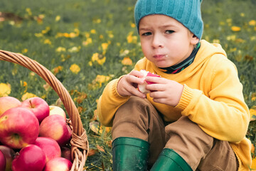 Young Child in the Apple Orchard after Harvesting. Small Toddler Boy Eating a Big Red Apple in the Fruit Garden at Fall Harvest. Basket of Apples on a Foreground. Autumn Cloudy Day, Soft Shadow.