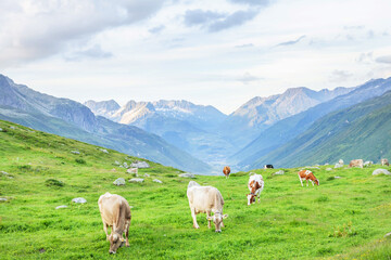 Obraz premium Cows in pasture on alpine meadow