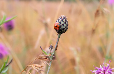 A ladybug sits on the flower bud of a blue flowering thistle plant in the orchard meadows in Siebenbrunn near Augsburg, Germany © were
