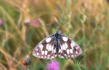 A checkerboard butterfly sits on a blue flowering thistle plant in the orchard meadows in Siebenbrunn near Augsburg, Germany