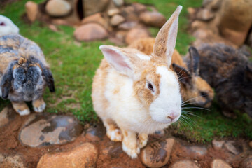 Cute little rabbit on green grass with natural bokeh as background during spring