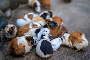 A group of adorable pet guinea pigs in the garden in Dalat, Vietnam