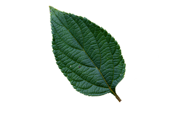 Grass leaf (lantana camara) as package design element