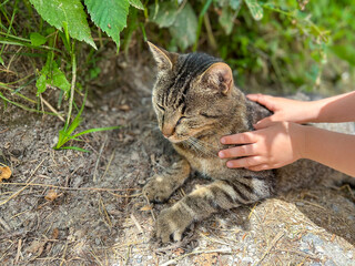 Naklejka na ściany i meble The tabby cat lies on the ground under a bush. child stroking, touching a cat. The cat blinked in pleasure. Background 