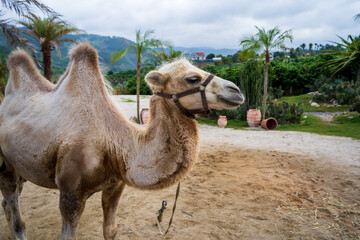 Camels on a camel farm in Da Lat, vietnam