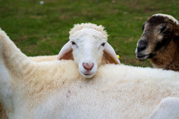 Livestock farm, flock of sheep in Da Lat, Vietnam