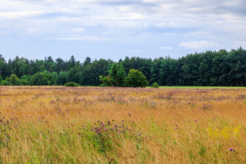 View over the orchard meadows to the edge of the forest in Siebenbrunn near Augsburg on a cloudy day