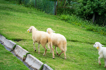 Livestock farm, flock of sheep in Da Lat, Vietnam