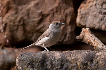 Fauvette à tête noire, felelle, .Sylvia atricapilla, Eurasian Blackcap