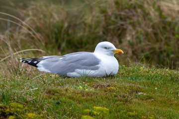 Goéland argenté, .Larus argentatus, European Herring Gull