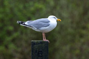 Goéland argenté, .Larus argentatus, European Herring Gull