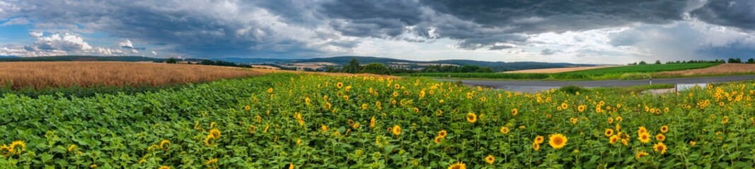Bird's-eye view of a sunflower field near Idstein-Germany in the Taunus mountains shortly before a thunderstorm
