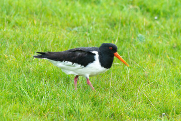 Huîtrier pie,.Haematopus ostralegus , Eurasian Oystercatcher