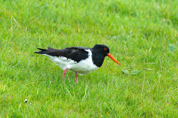 Huîtrier pie,.Haematopus ostralegus , Eurasian Oystercatcher