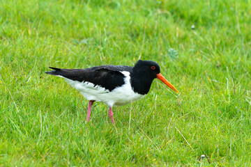 Huîtrier pie,.Haematopus ostralegus , Eurasian Oystercatcher