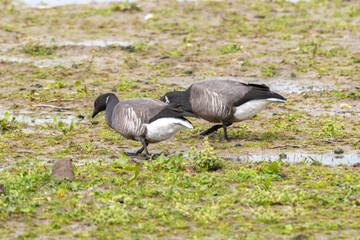 Bernache cravant,.Branta bernicla, Brant Goose, Ile de Texel, Pays Bas