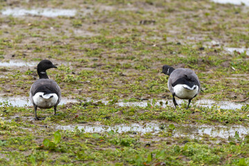 Bernache cravant,.Branta bernicla, Brant Goose, Ile de Texel, Pays Bas