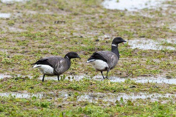 Fototapeta premium Bernache cravant,.Branta bernicla, Brant Goose, Ile de Texel, Pays Bas