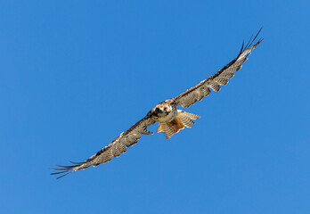 Red-tailed Hawk in Flight