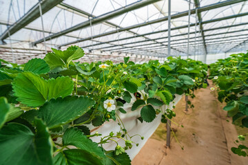 Fototapeta na wymiar Hydroponic strawberry farm. Stock photo of hydroponics method of growing plants, in water, without soil
