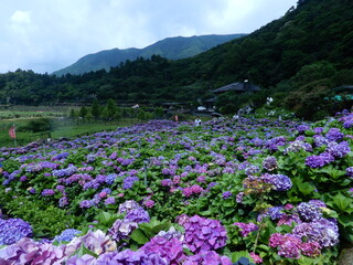 山に囲まれたあじさい園