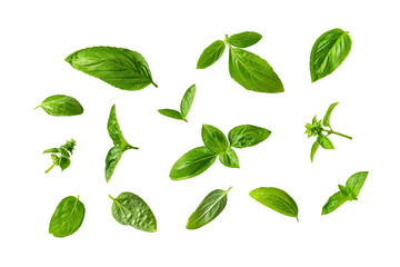 Set of fresh basil leaves isolated on a white background. Fragrant green basil leaves variety cutout. Ocimum basilicum plant parts as spice and seasonning for cooking. Macro. - obrazy, fototapety, plakaty