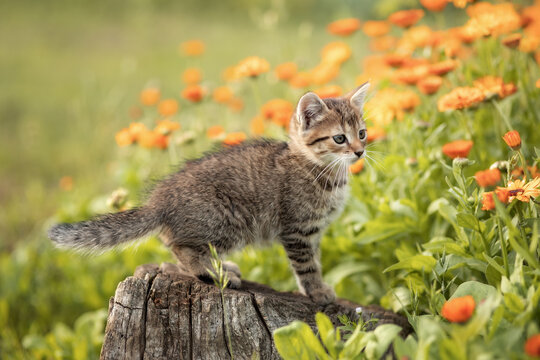 Photo of a small brown kitten near the flowers of calendula.