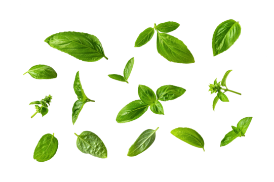 Set of fresh basil leaves isolated on a white background. Fragrant green basil leaves variety cutout. Ocimum basilicum plant parts as spice and seasonning for cooking. Macro.
