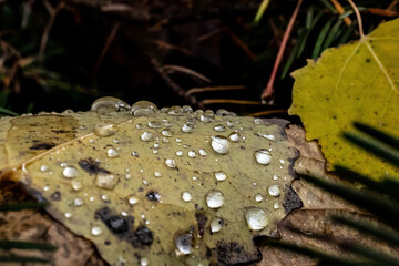 Rain Drops on Fallen Leaves