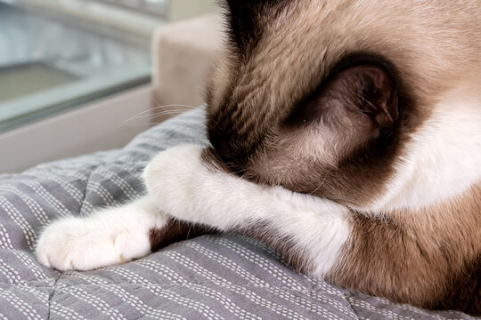 The cat hides its muzzle in its paws