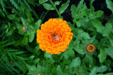 Ringelblume mit Regntropfenkuss