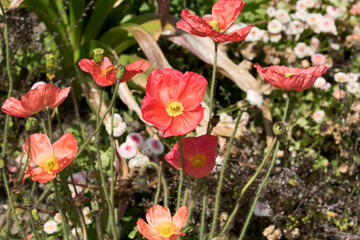 Mainau Island, Germany: flowering perennials. Blossom splendour in the botanical garden on the island on Lake Constance.