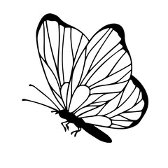 Sketch, doodle butterfly, night moth.Vector graphics.