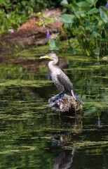 Juvenile double crested cormorant perched on a log