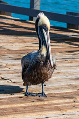 Pelican