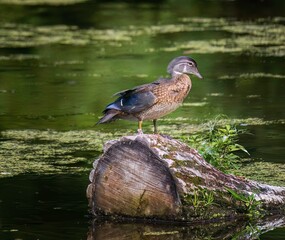 Female wood duck perched on a log