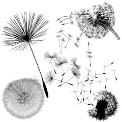 black silhouette with flying dandelion buds on a transparent backgroun
