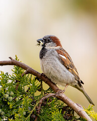 House sparrow