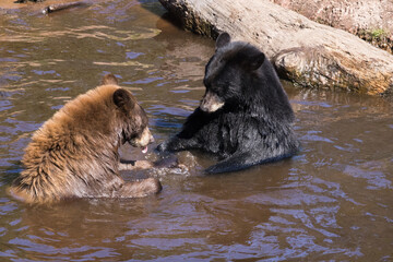 black and brown bear in a pond